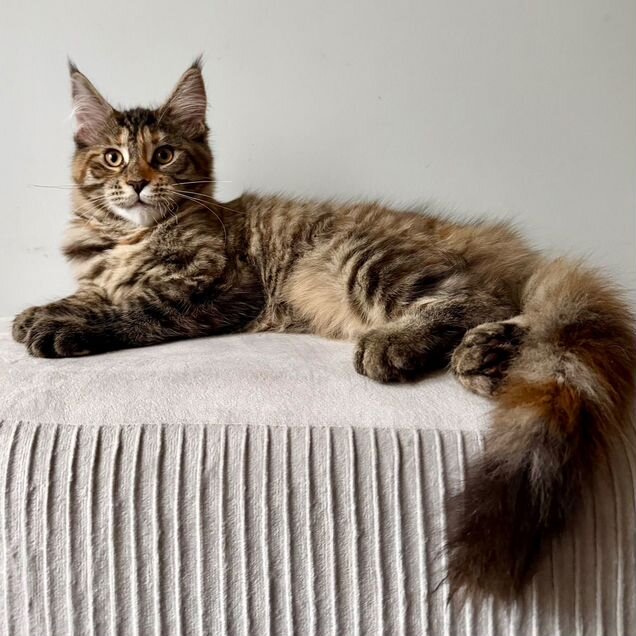 Мейн-кун котёнок