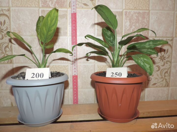 Продам цветы комнатные