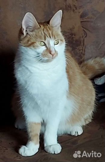 Рыжуня Муся