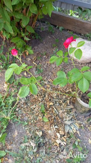 Кустовые розы саженцы
