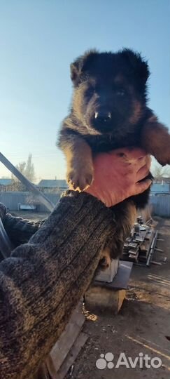 Немецкая овчарка