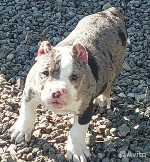 Американский булли покет