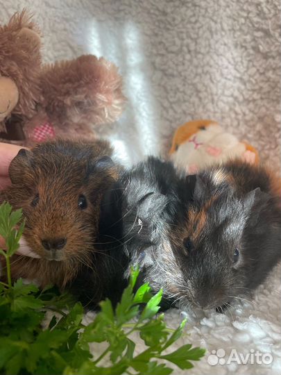 Морские свинки абиссинские