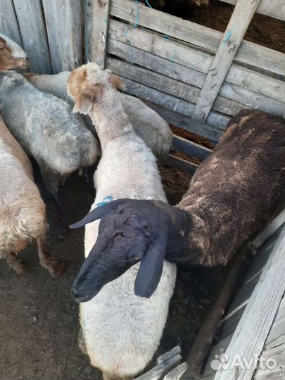 Курдючные бараны овцы