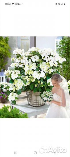 Гортензия ампельная крупнолистная