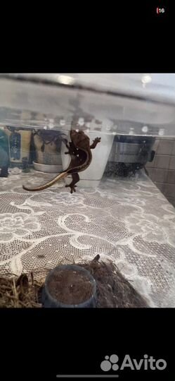 Реснитчатый бананоед