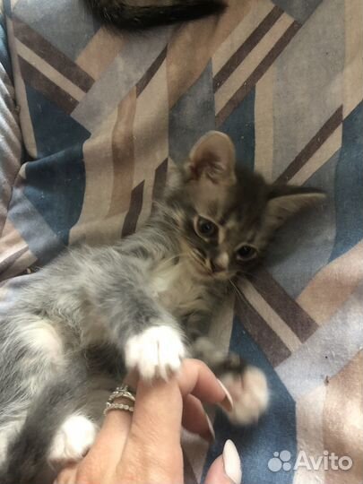 Кошки