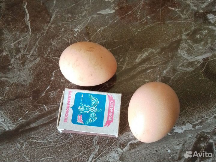 Домашние куриные яйца