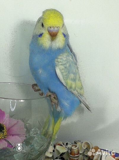 Волнистый попугай