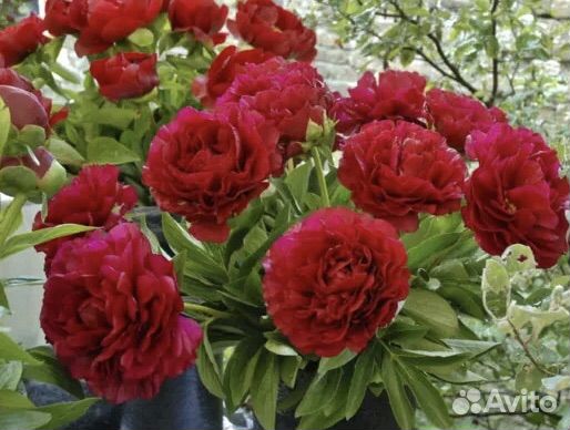Продаю пионы