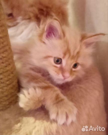 Котята мейн-кун