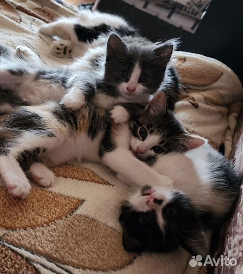 Котята в добрые руки