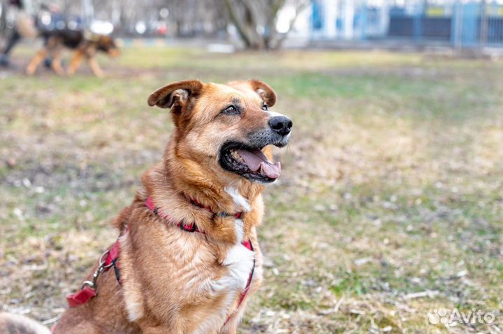 Собака в дар в добоые руки Чара