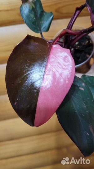 Филодендрон розовая принцесса