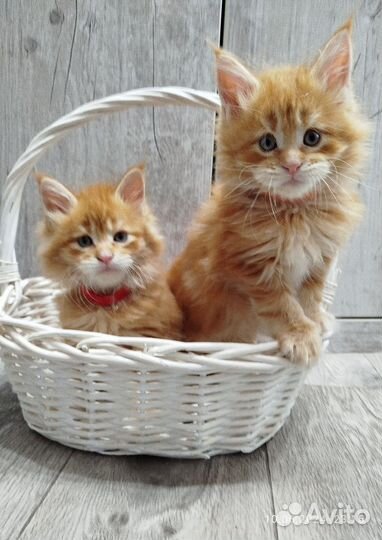 Котята мейн-кун