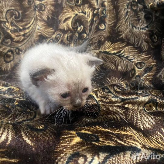 Котята отдам в добрые руки бесплатно