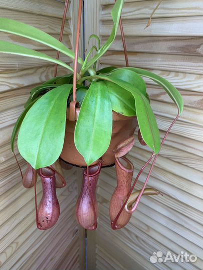 Непентес Кувшиночник Хищное растение