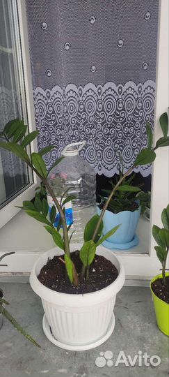 Замиокулькас