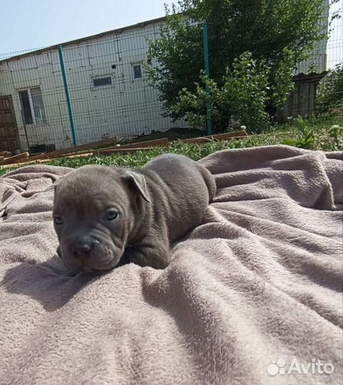 Американский булли покет щенки