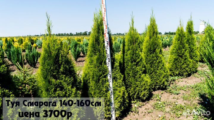 Декоративные растения