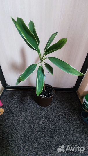 Кордилина Фруктикоза Конга