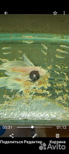 Анцитрус снежок вуаль