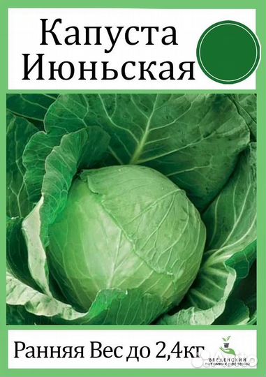 Рассада капусты