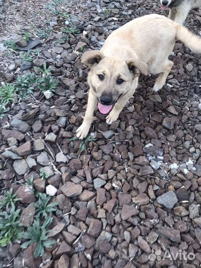 В добрые руки