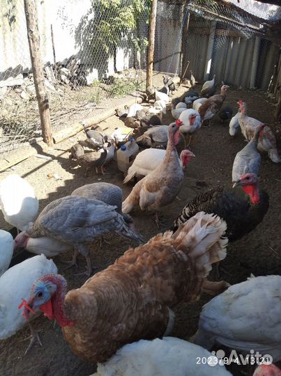 Индюки (не степные) цесарки, гуси, яйцо цесарки