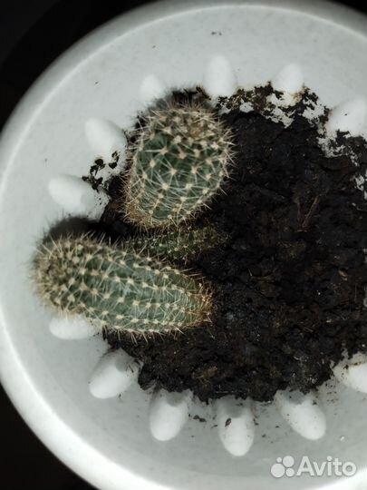 Кактус детка 1 шт с корешком без горшка