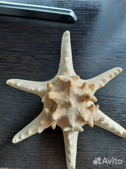 Морская звезда большая