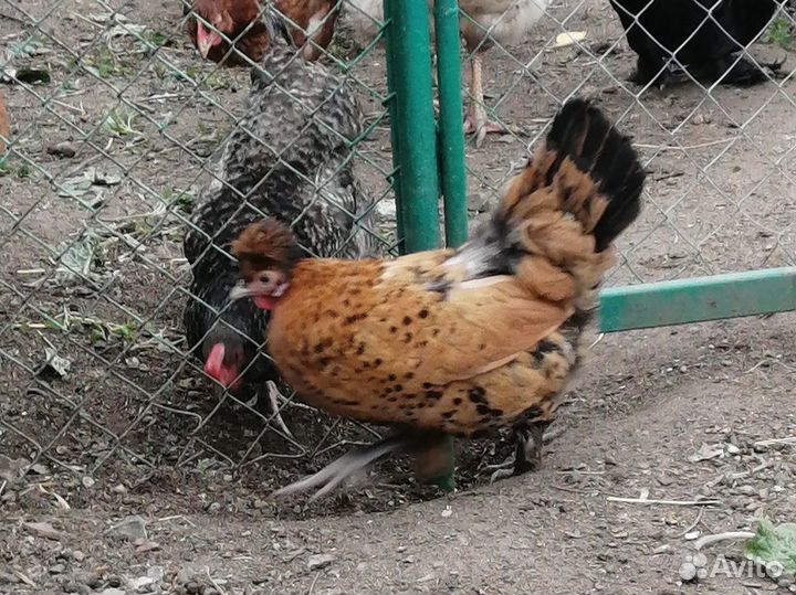Куры несушки и петух