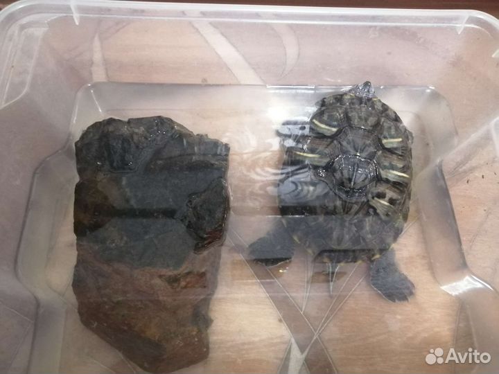 Красноухая черепаха