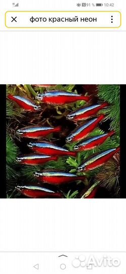 Красный неон