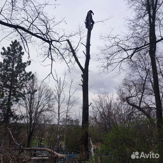 Спил деревьев. Гусь Хрустальный Владимирской обл