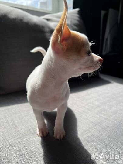 Щенок чихуахуа мини