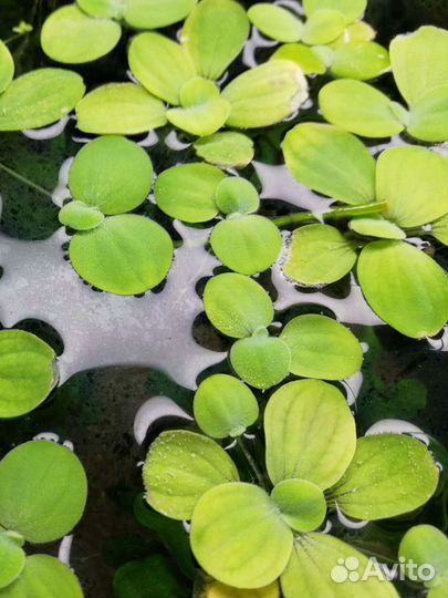 Аквариумные растения