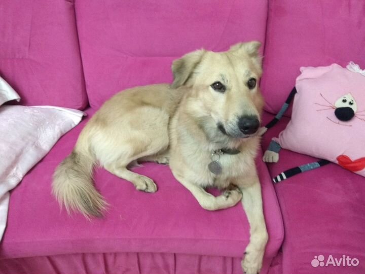 Передержка кошек и собак