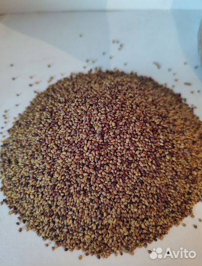 Семена клевера красного