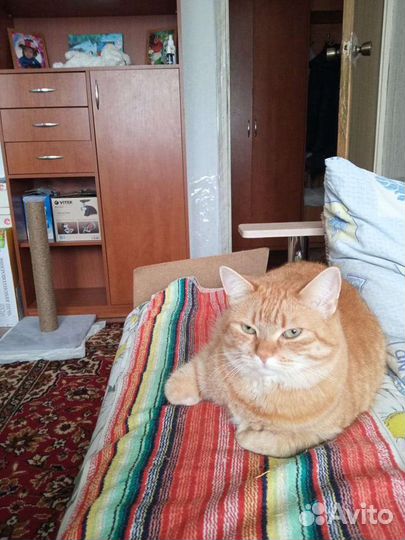 Кошки в добрые руки бесплатно