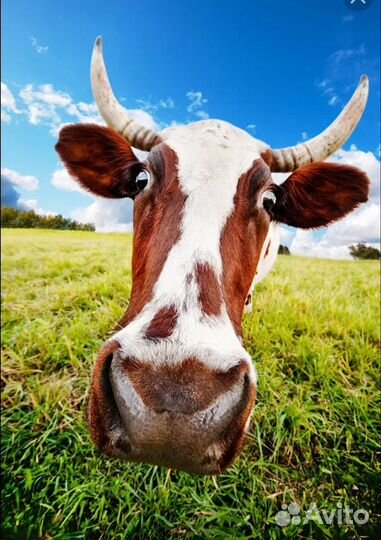 Продается корова