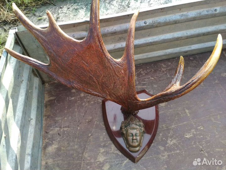 Продам рога лося