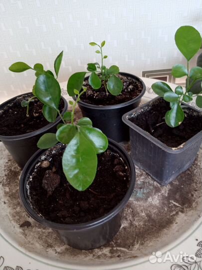 Мурайя метельчатая