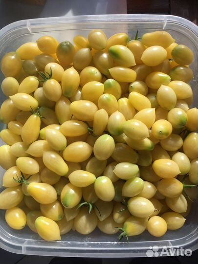 Семена редких сортовых томатов