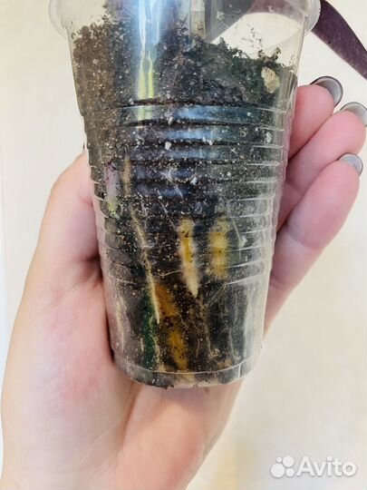 Традесканция / Сеткреазия пурпурная черенки