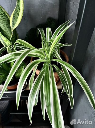 Хлорофитум