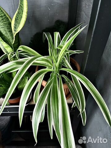 Хлорофитум