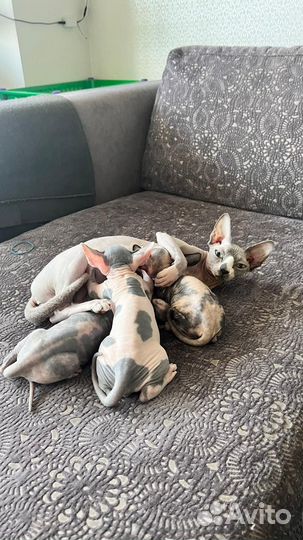 Котята сфинкс велюр