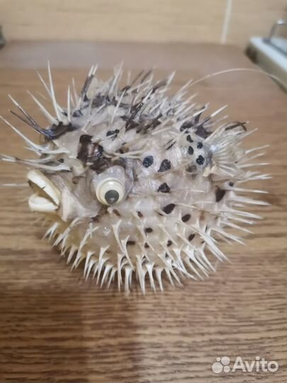 Сувенир Рыба Фугу