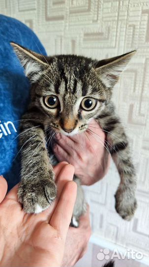 Котята бесплатно